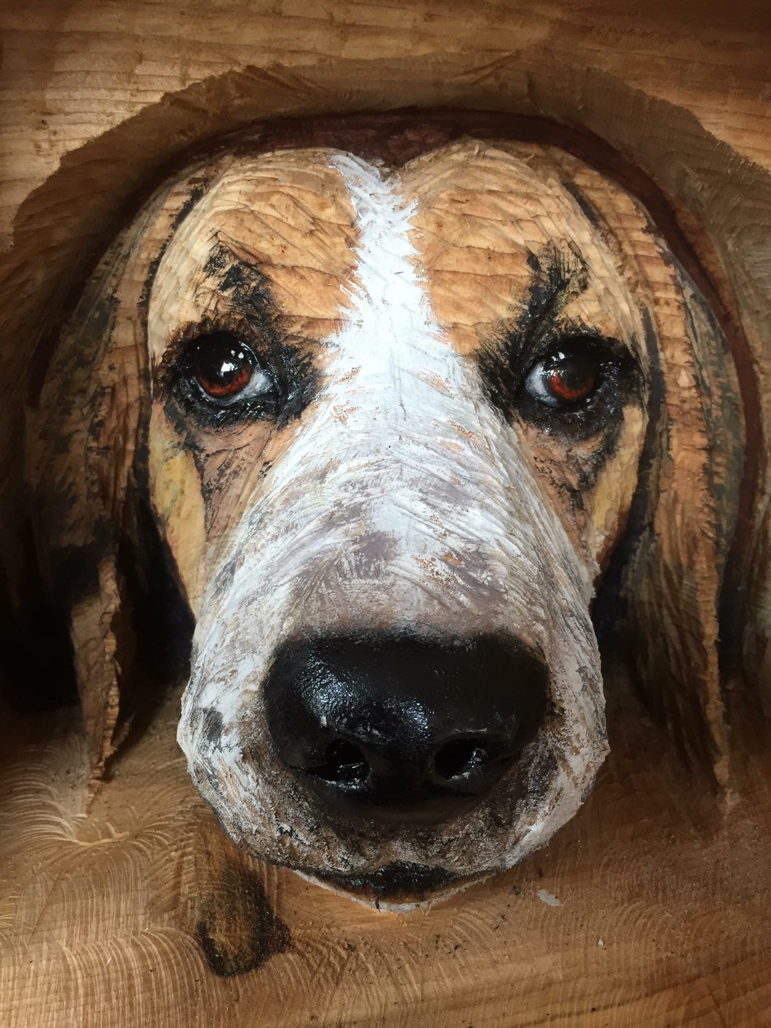 Beagle, close up of detailing