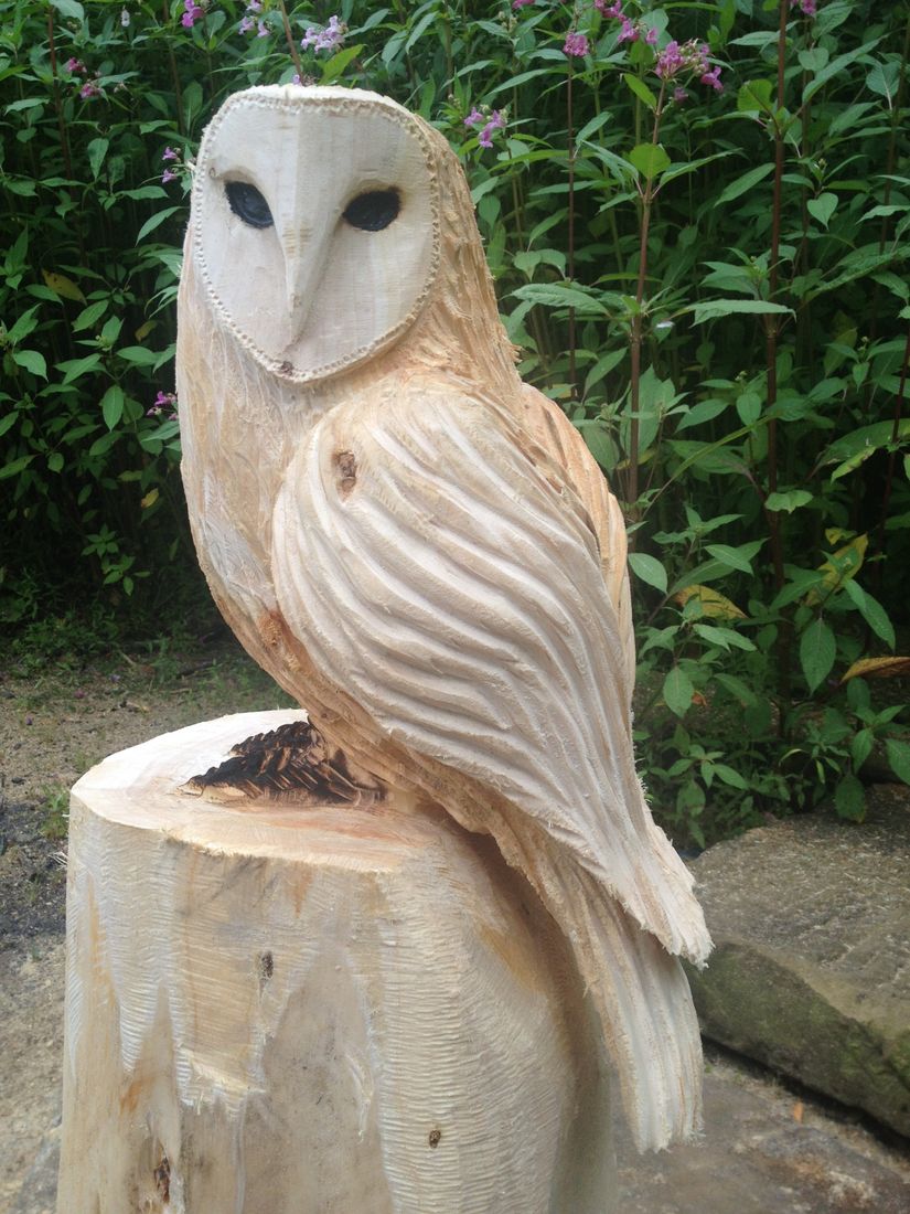  Front of the barn owl 