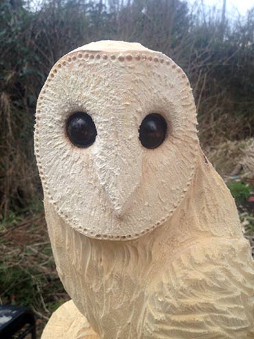 Barn owl