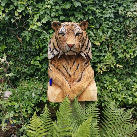 male tiger bust, life size, see lighter for scale